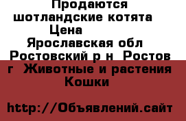 Продаются шотландские котята. › Цена ­ 4 000 - Ярославская обл., Ростовский р-н, Ростов г. Животные и растения » Кошки   